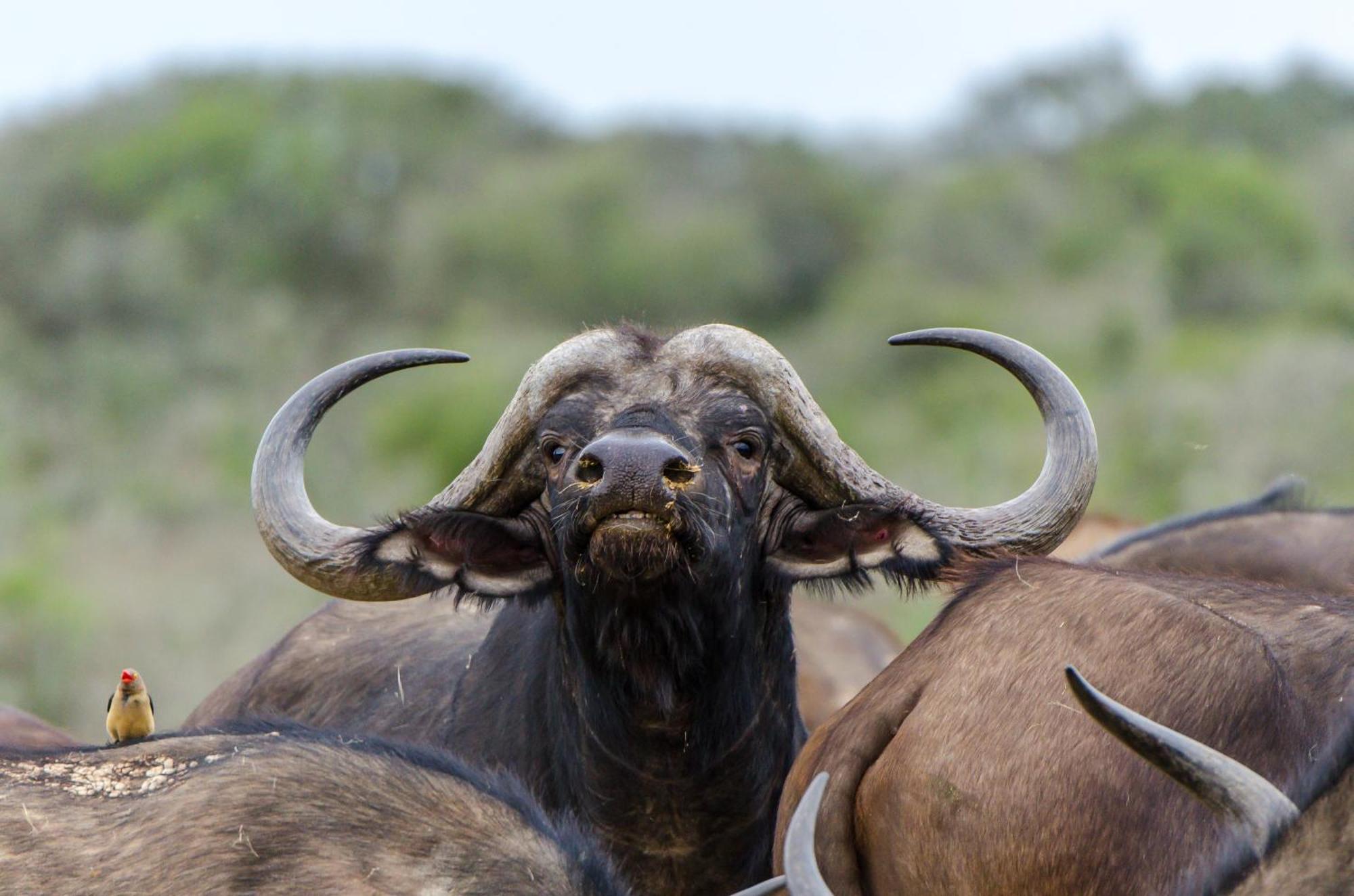 Kwandwe Private Game Reserve - Great Fish River Lodge Grahamstown Eksteriør bilde
