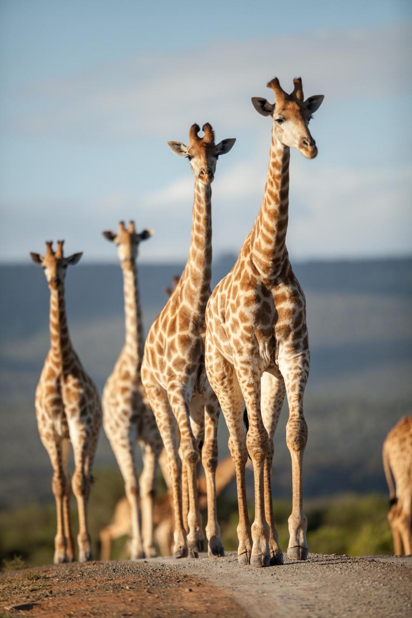 Kwandwe Private Game Reserve - Great Fish River Lodge Grahamstown Eksteriør bilde