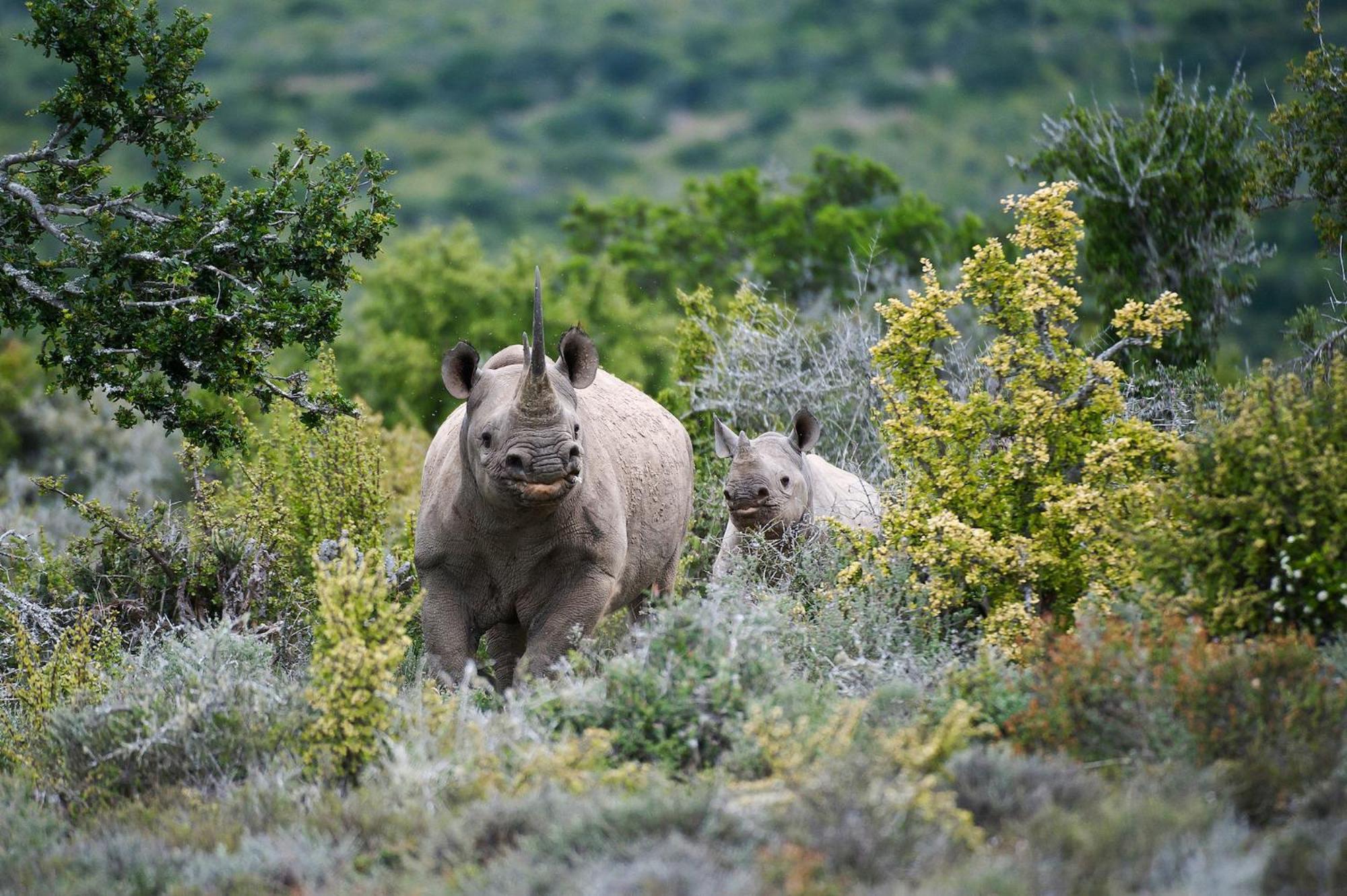 Kwandwe Private Game Reserve - Great Fish River Lodge Grahamstown Eksteriør bilde