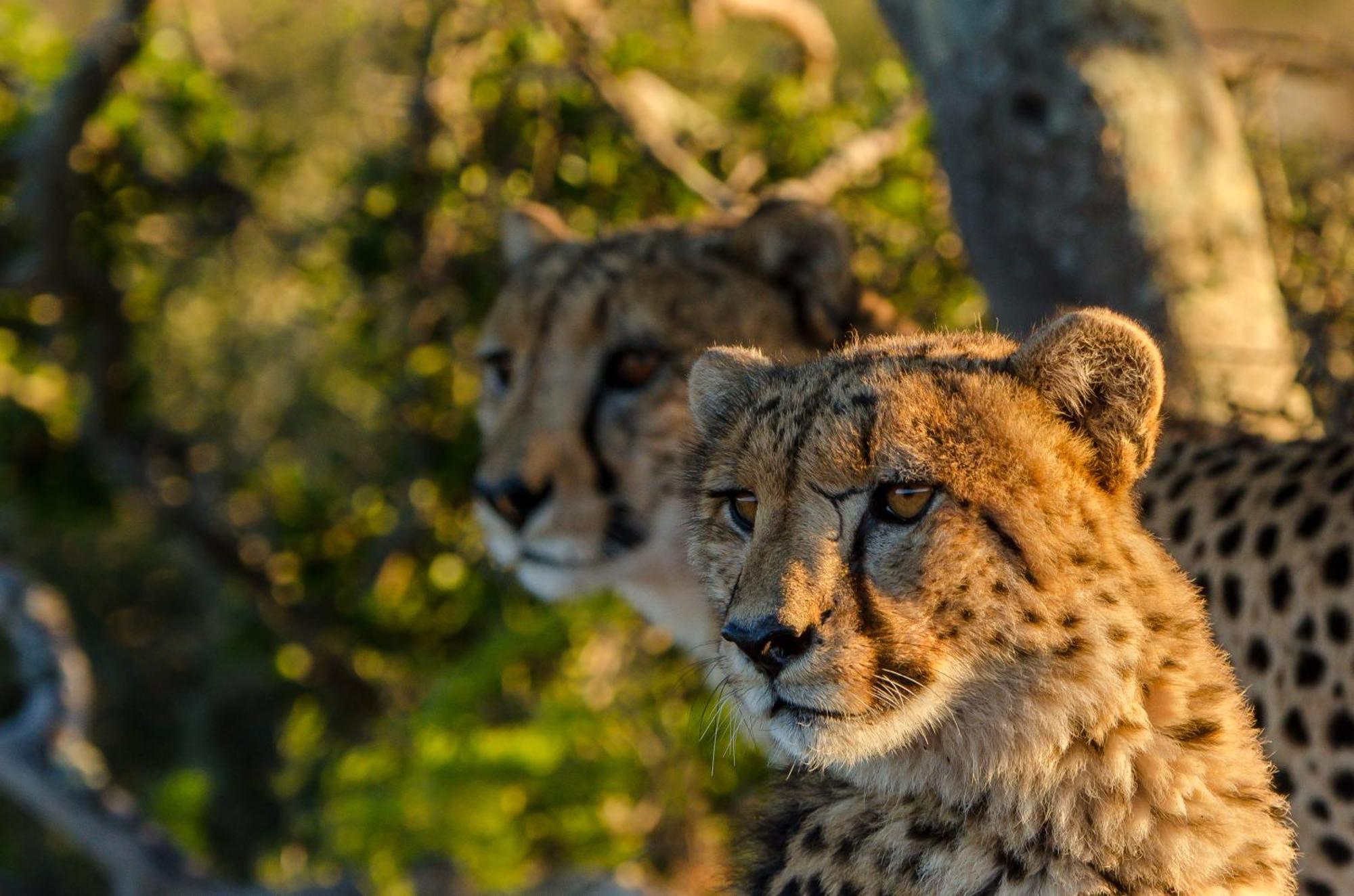 Kwandwe Private Game Reserve - Great Fish River Lodge Grahamstown Eksteriør bilde