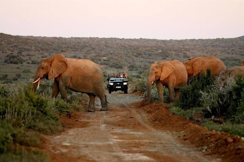 Kwandwe Private Game Reserve - Great Fish River Lodge Grahamstown Eksteriør bilde