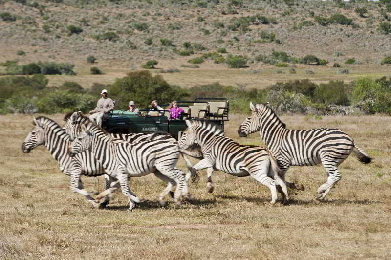 Kwandwe Private Game Reserve - Great Fish River Lodge Grahamstown Eksteriør bilde